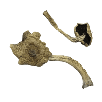 Bayou Magic Mushrooms